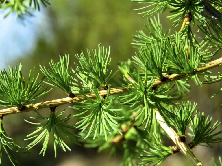 Read more about the article Lapegles priekšrocības: Kāpēc izvēlēties lapegli?